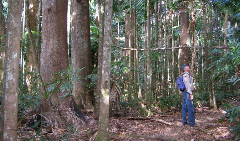 Minyon Falls walking track, Nightcap National Park. Photo: Brian McLachlan &copy; DPIE