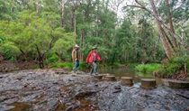 Minyon Falls walking track. Credit: John Spencer &copy; DPE