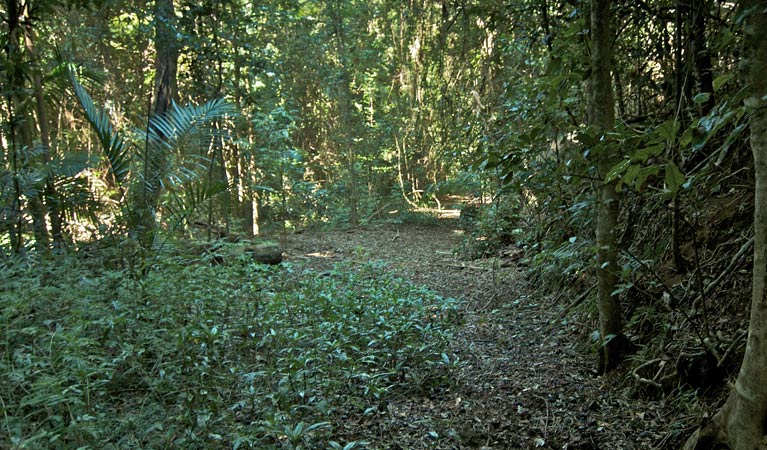 Surrounding bush on the Mount Matheson loop. Photo: John Spencer &copy; OEH