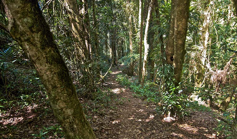 Pholis Gap walking track, Nightcap National Park. Photo: B. McLachlan 