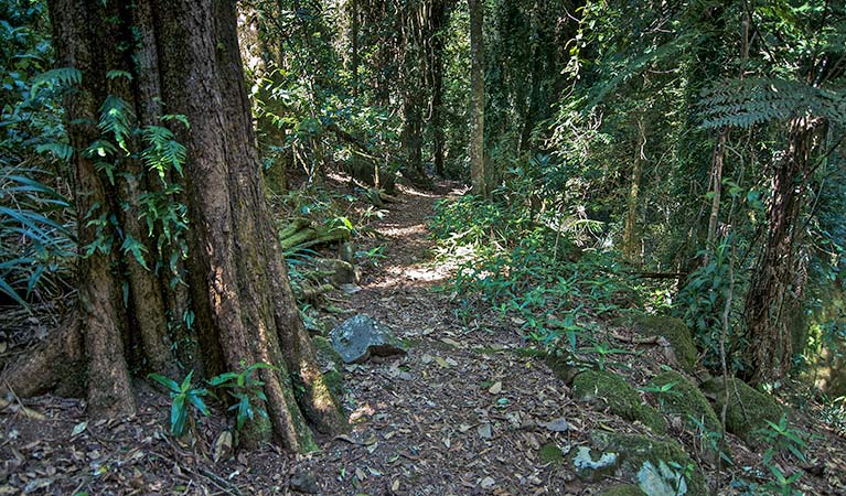 Pholis Gap walking track, Nightcap National Park. Photo: B. McLachlan 