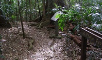 Signage marks the Pholis Gap turnoff on Mt Matheson track, Nightcap National Park. Photo: Brian McLachlan &copy; DPE