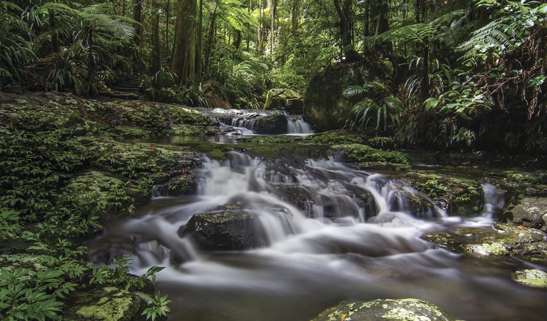 Protestors Falls walking track, Nightcap National Park. Photo: Carolyn Lloyd