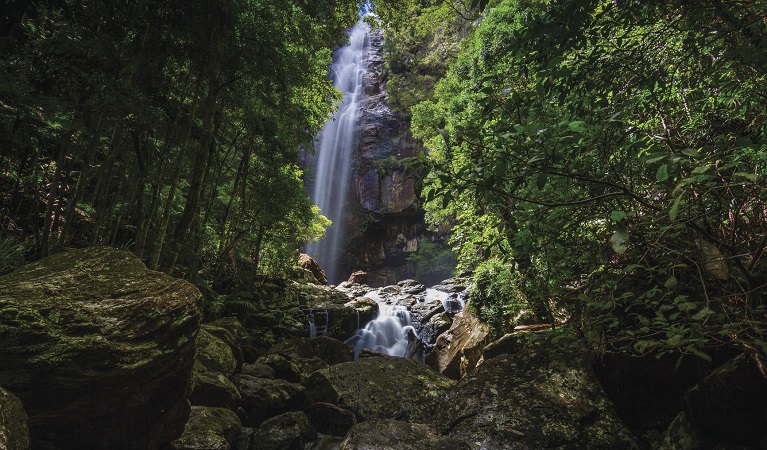 Protestors Falls walking track, Nightcap National Park. Photo: Carolyn Lloyd