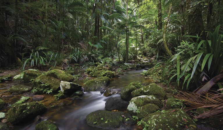 Protestors Falls walking track, Nightcap National Park. Photo: Carolyn Lloyd