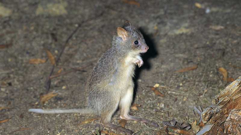 Rufous bettong. Photo: Ken Stepnell &copy; DPIE