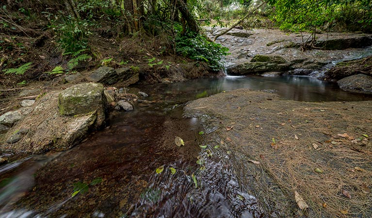 Jacky Barkers campground, Nowendoc National Park. Photo: John Spencer/NSW Government