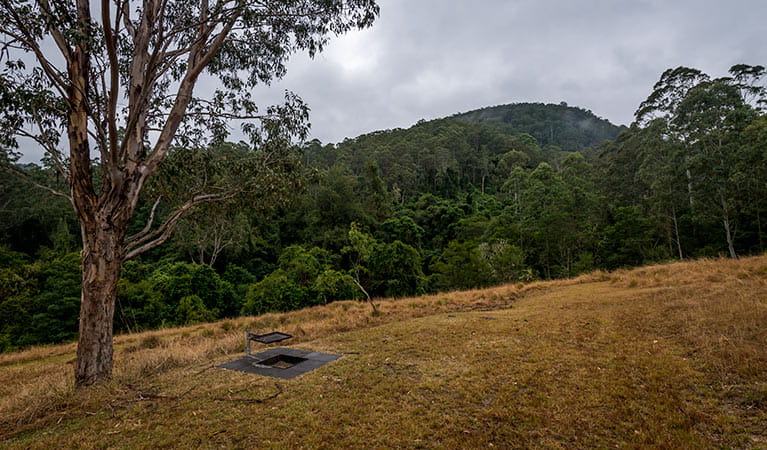Jacky Barkers campground, Nowendoc National Park. Photo: John Spencer/NSW Government