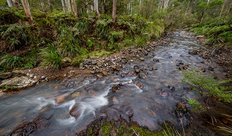 Creek line, Nowendoc National Park. Photo: John Spencer &copy; DPIE