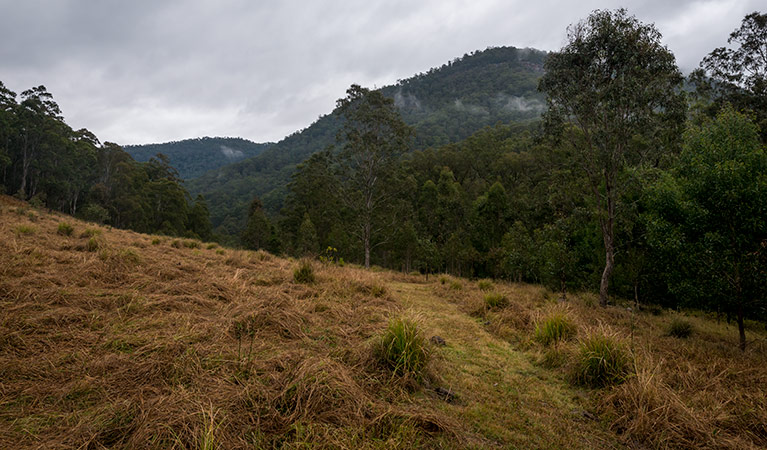 Escarpment terrain, Nowendoc National Park. Photo: John Spencer &copy; DPIE