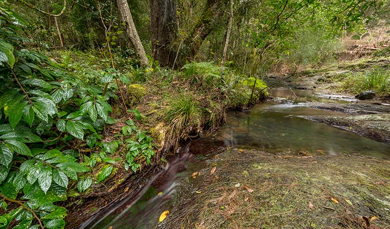 Creek, Nowendoc National Park. Photo: John Spencer &copy; DPIE