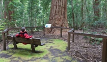 Coachwood Loop Track, Nymboi-Binderay National Park. Photo: Rob Cleary