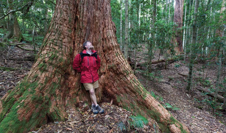 Coachwood Loop Track, Nymboi-Binderay National Park. Photo: Rob Cleary