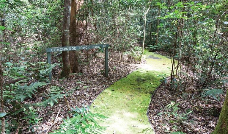 Coachwood Loop Track, Nymboi-Binderay National Park. Photo: Rob Cleary