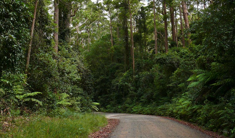 Moonpar Forest drive amongst tall forest in Cascade National Park. Photo: Barbara Webster &copy; DPIE