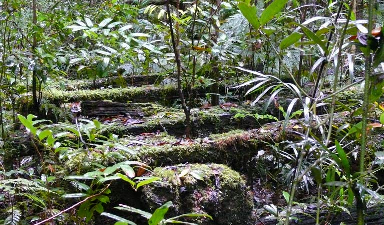 Moss-covered rainforest undergrowth in Nymboi-Binderay National Park. Photo: Helen Clark & copy; Helen Clark