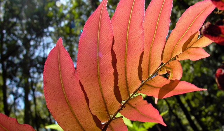 Close up of tree leaves along Moonpar Forest drive, Cascade National Park. Photo: Helen Clark &copy; Helen Clark