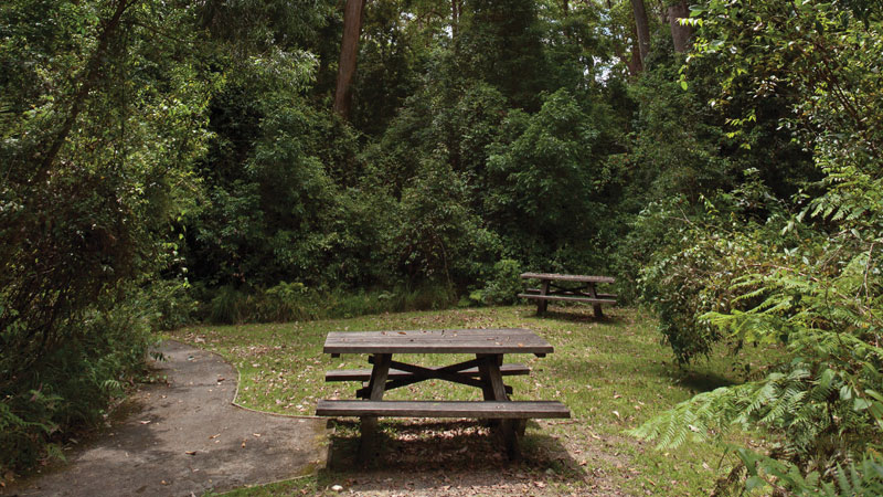 Picnic area, Nymboi-Binderay National Park. Photo: &copy; Rob Cleary