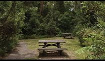 Picnic area, Nymboi-Binderay National Park. Photo: &copy; Rob Cleary