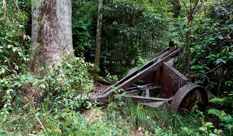 Norman Jolly Picnic Area, Nymboi-Binderay National Park. Photo &copy; Rob Cleary