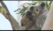 2 koalas sitting in a tree. Photo: &copy; Dan Lunney