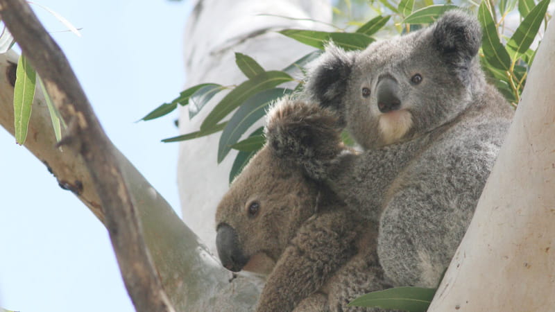 2 koalas sitting in a tree. Photo: &copy; Dan Lunney