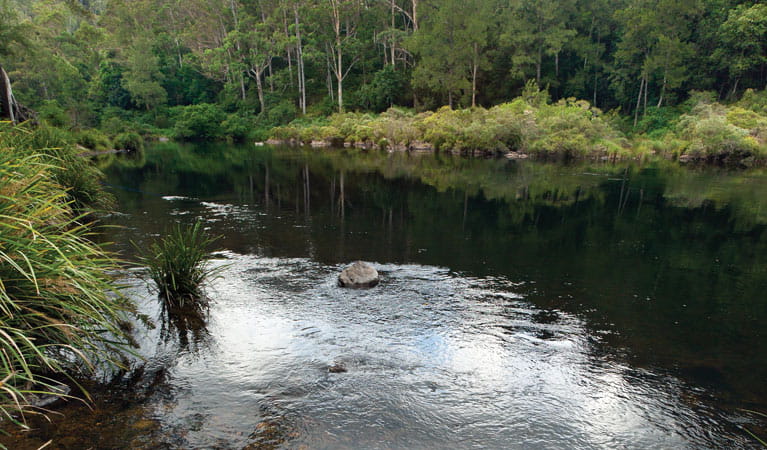 Cod Hole campground and picnic area, Nymboi-Binderay National Park. Photo: Rob Cleary/NSW Government