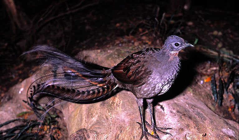 Superb lyrebird. Photo: Ken Stepnell &copy; DPIE