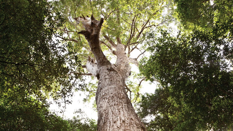 Tallowwood trees, Nymboi-Binderay National Park. Photo: &copy; Rob Cleary