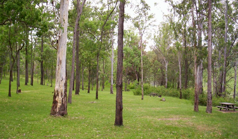 Nymboida River campground, Nymboida National Park. Photo: D Redman/NSW Government