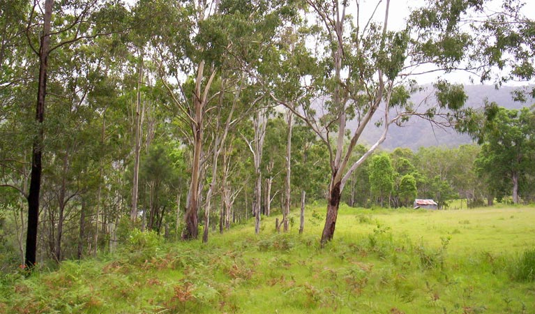 Nymboida River campground, Nymboida National Park. Photo: D Redman/NSW Government