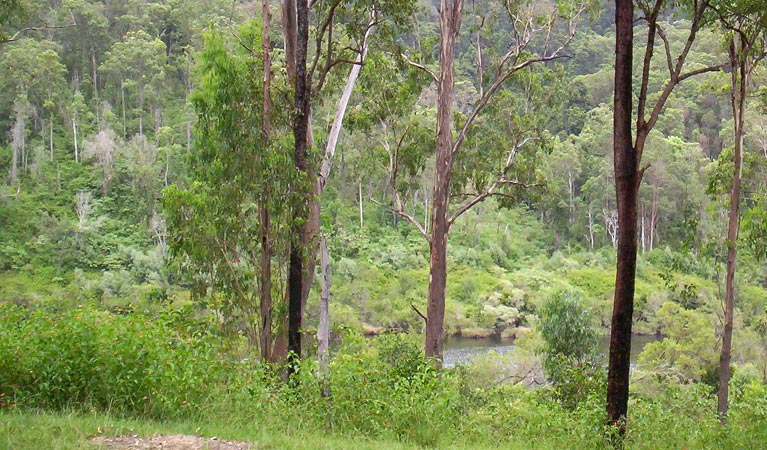 Nymboida River campground, Nymboida National Park. Photo: D Redman/NSW Government