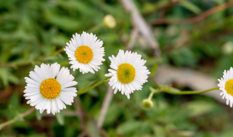 Wildflowers at Oolambeyan Homestead, Oolambeyan National Park. Photo: John Spencer &copy; OEH