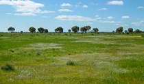 Oolambeyan Homestead picnic area, Oolambeyan National Park. Photo: M Ballestrin