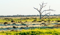 Oolambeyan National Park. Photo: John Spencer &copy; DPIE