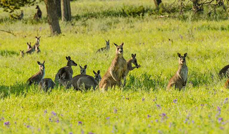 Oolambeyan National Park. Photo: John Spencer &copy; DPIE