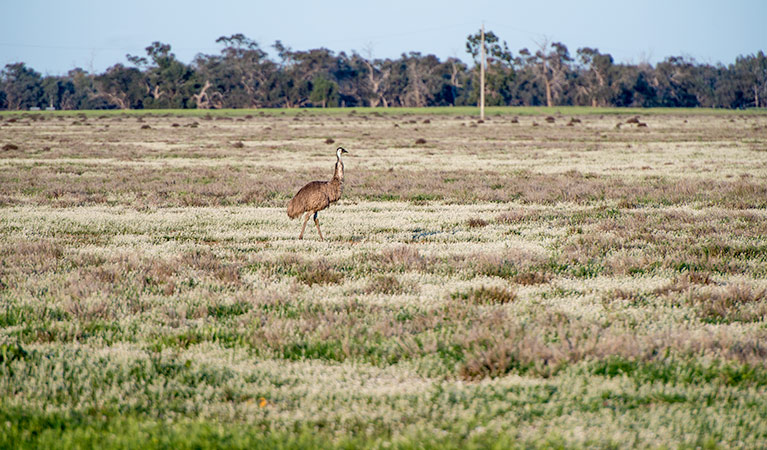 Oolambeyan National Park. Photo: John Spencer &copy; DPIE