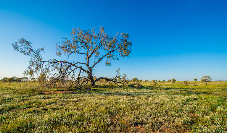 Oolambeyan National Park. Photo: John Spencer &copy; DPIE