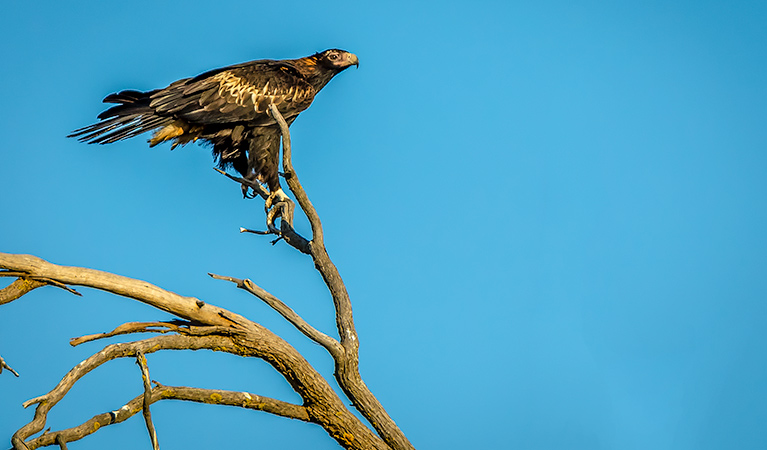 Oolambeyan National Park. Photo: John Spencer &copy; DPIE