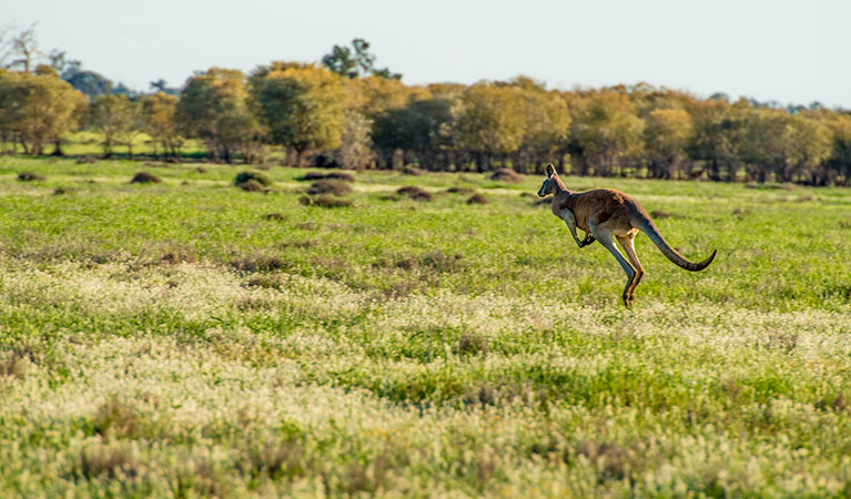 Oolambeyan National Park. Photo: John Spencer &copy; DPIE