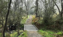 Gravel path crossing a bridge over a stream and stretching into a misty forest of tall trees. Photo credit: Josh Armitage &copy; DPIE