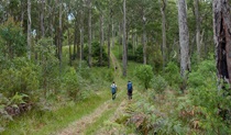 Green Gully track, Oxley Wild Rivers National Park. Photo &copy; Piers Thomas