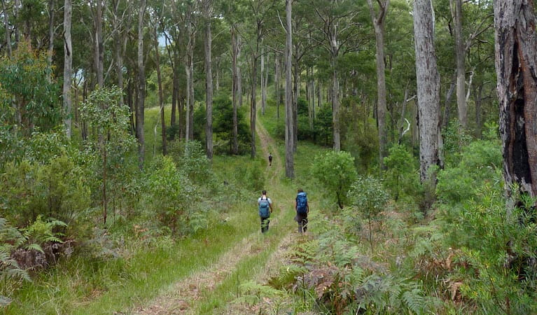 Green Gully track, Oxley Wild Rivers National Park. Photo: Piers Thomas