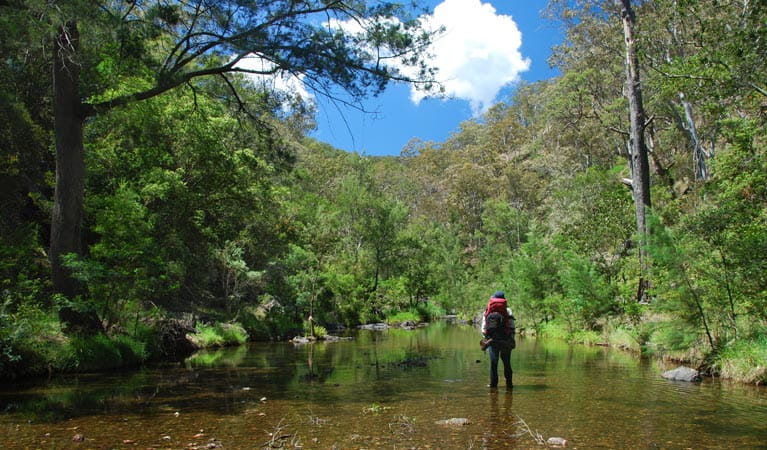 Green Gully track, Oxley Wild Rivers National Park. Photo: Shane Ruming