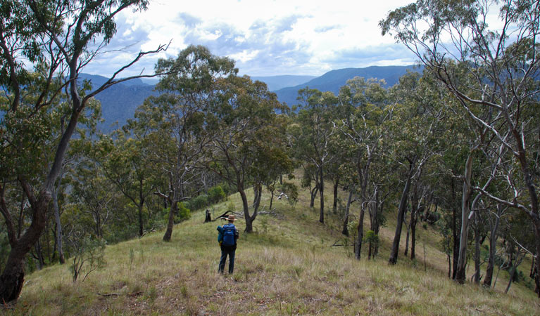 Green Gully track, Oxley Wild Rivers National Park. Photo &copy; Shane Ruming