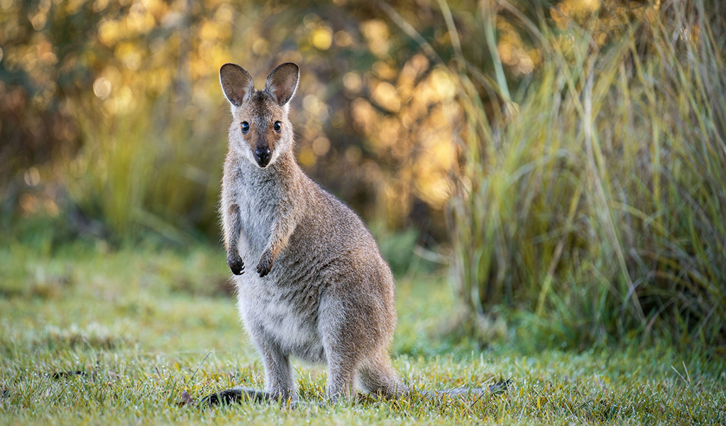 A kangaroo near the track between Cedar Creek Cottage and Birds Nest Hut. Credit: David Waugh © DCCEEW