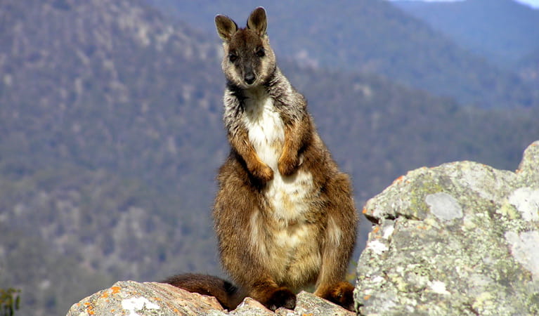 Brushed Tailed Wallaby, Oxley Wild Rivers National Park. Photo: Piers Thomas &copy; OEH and photographer