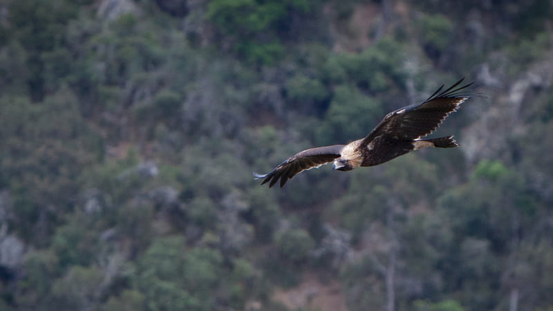 Wedge tailed eagle. Photo: Rob Cleary &copy; DPIE