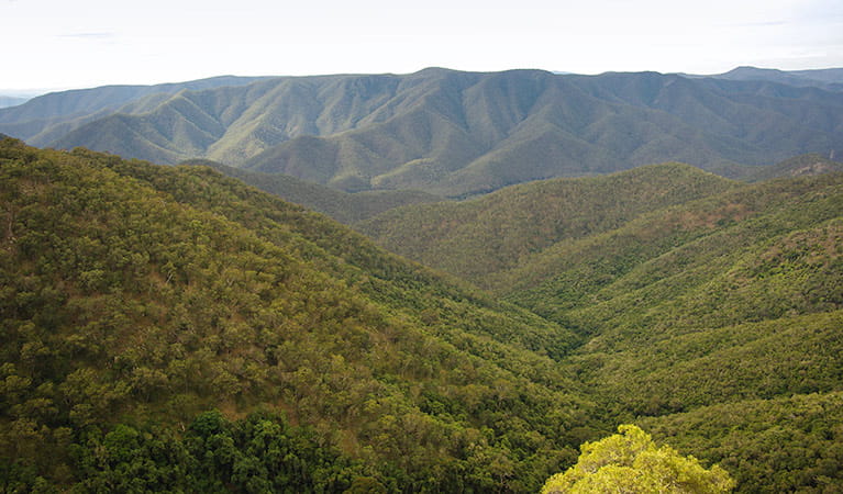Oxley Wild Rivers National Parks. Photo: Rob Cleary