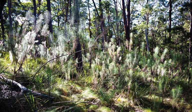 Dry rainforest along Cassinia walking track in Oxley Wild Rivers National Park. Photo: Rob Cleary &copy; OEH
